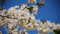 třešně cherry-blossoms-1149034 1280